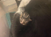 Beautiful kittens for sale