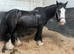Heavy weight cob mare 14.3