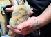 Lion head pure bred rabbits