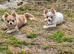 Chihuahua puppies