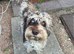 Labradoodle small merle to stud
