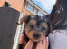 Yorkshire Terrier boys