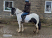 12.2hh coloured cob type mare