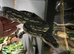 Carpet python