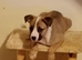 Akita cross bull terrier puppies