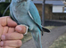 3-Month-Old Blue Female Indian Ringneck – Free-Flight Ready