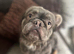 Fluffy French bulldog