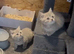 Stunning lilac/spotter male kittens only 1 left
