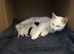 Four white male kittens are ready for their new home.