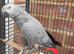 African grey parrot for sale Male
