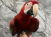 Friendly HandReared Super Tame Cuddly Greenwing Macaw Parrot