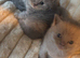Pure pedigree bsh kittens