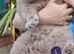 Pedigree British Shorthair Kittens