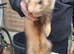 2 hob ferrets