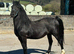 Cefncoch Black Harry Section D Stallion