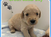 STUNNING F1 MINIATURE GOLDENDOODLES