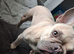 Female French bulldog