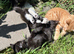 Domestic shorthair kittens