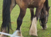 Lilly Cob x Clysdale