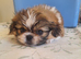 Pekinese x imperial shihzu