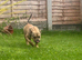 American pocket bully puppy male