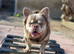 VISUAL FLUFFY NEWSHADE ISABELLA N TAN (STUD DUTIES AVAILABLE)