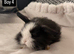 Pure bred Mini lops mixed litter