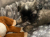 Miniature Imperial shih tzu puppies