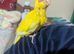 Hand reared super tame buttercup  kakrekis