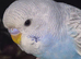 Baby budgie