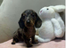 Miniature dachshund