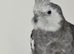 5 cockatiels for sale &pound;300