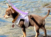 Smoothcoat puppy girl