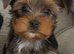 REAR COLOURED MERLE YORKIES
