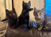 3 beautiful kittens