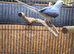 Proven Violet Cleartail Ringneck male