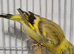 Mutation British ( Siskins ) ONLY now