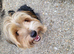 Male Yorkshire Terrier