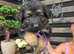 Amazing straight back gsd