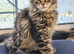 Tested SMA,PK,HCM,boy and girls.Maine Coon Kittens