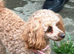 Toy Poodle girl