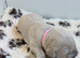 Golden Retriever Boys and Girls Available