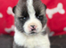 Quality KC registered American Akita Puppies