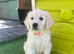 Golden retriever puppies