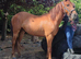 15.3hh Chestnut Appaloosa Cross Gelding 3yrs - Blank canvas