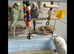 Two English budgies