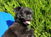 Pomapug puppies