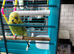 2 budgies and cage for sale.
