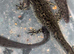 Hypo axolotl amazing blood line