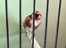 2025 proven pair bbc rings steady birds